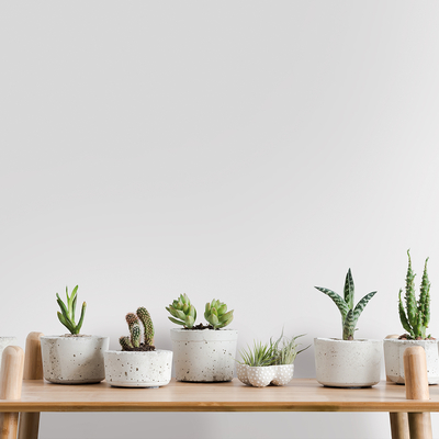 Coala Interior Colours