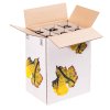Weinflaschentransportkarton | Antalis CH